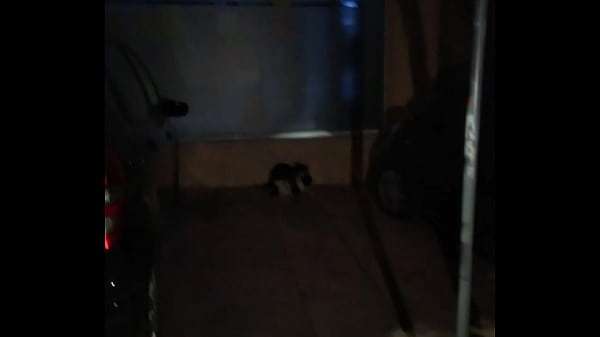 Thetidos cat fight mma